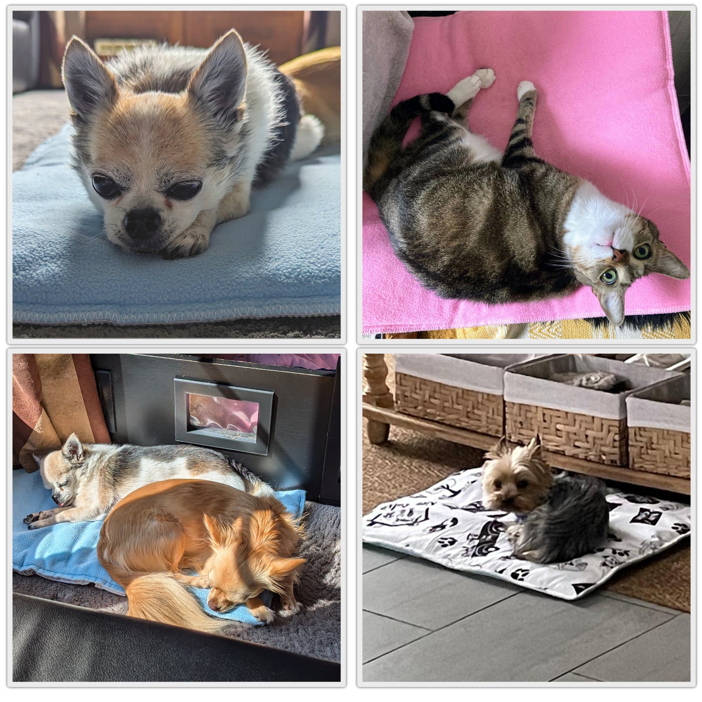Reversible Dog and Cat Cushion - Soft and Absorbent Fleece Side and Smooth and Cool Polyester Side - Available in 2 Colors and 3 Sizes