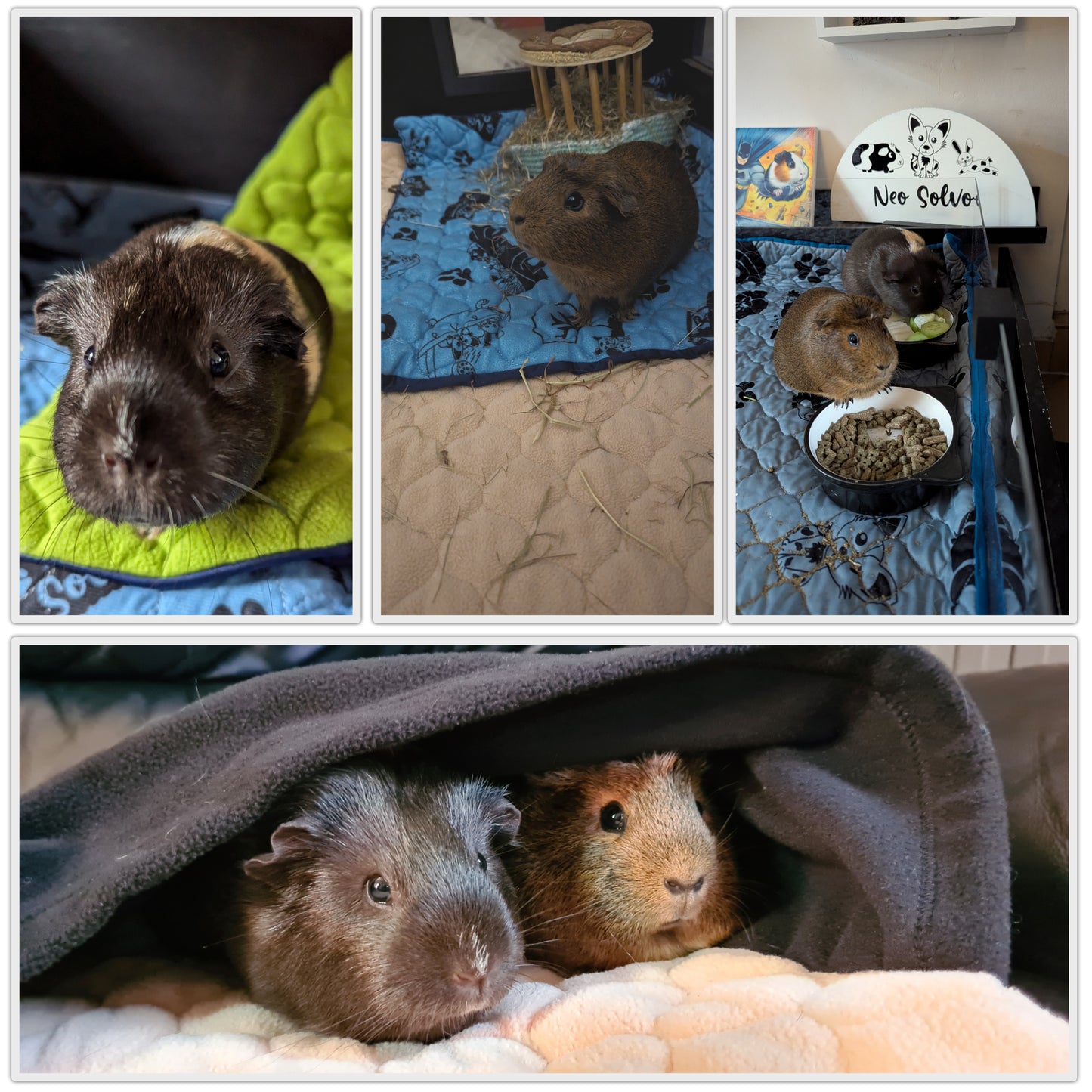 Fleece Guinea Pig and Rabbit Litter Mat - Absorbent and Waterproof - Easy to Clean - for C&C Cage and Enclosure - Available in Multiple Colors and Sizes