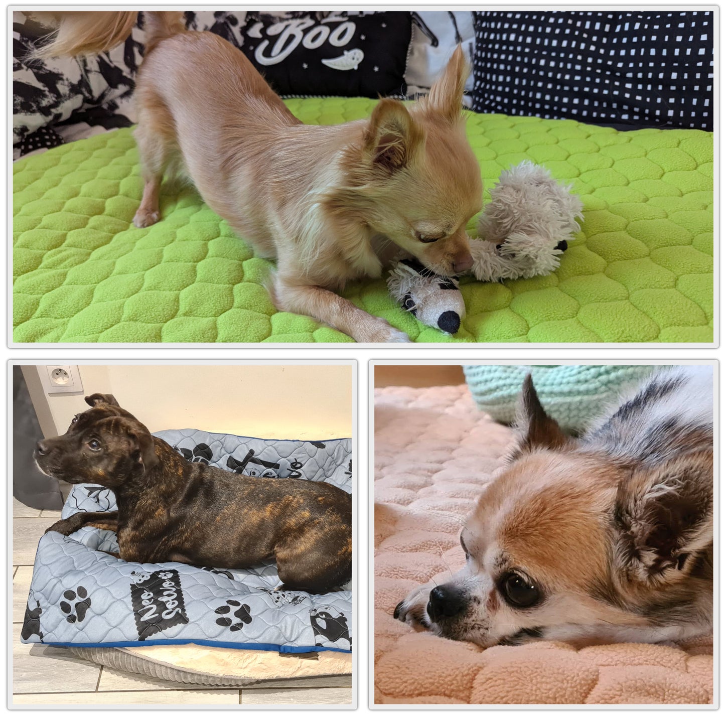 Tapis Imperméable et Confortable pour Chien et Chat - Protège Tout, Aucun liquide ne passe à travers - Disponible en 5 couleurs et 5 tailles