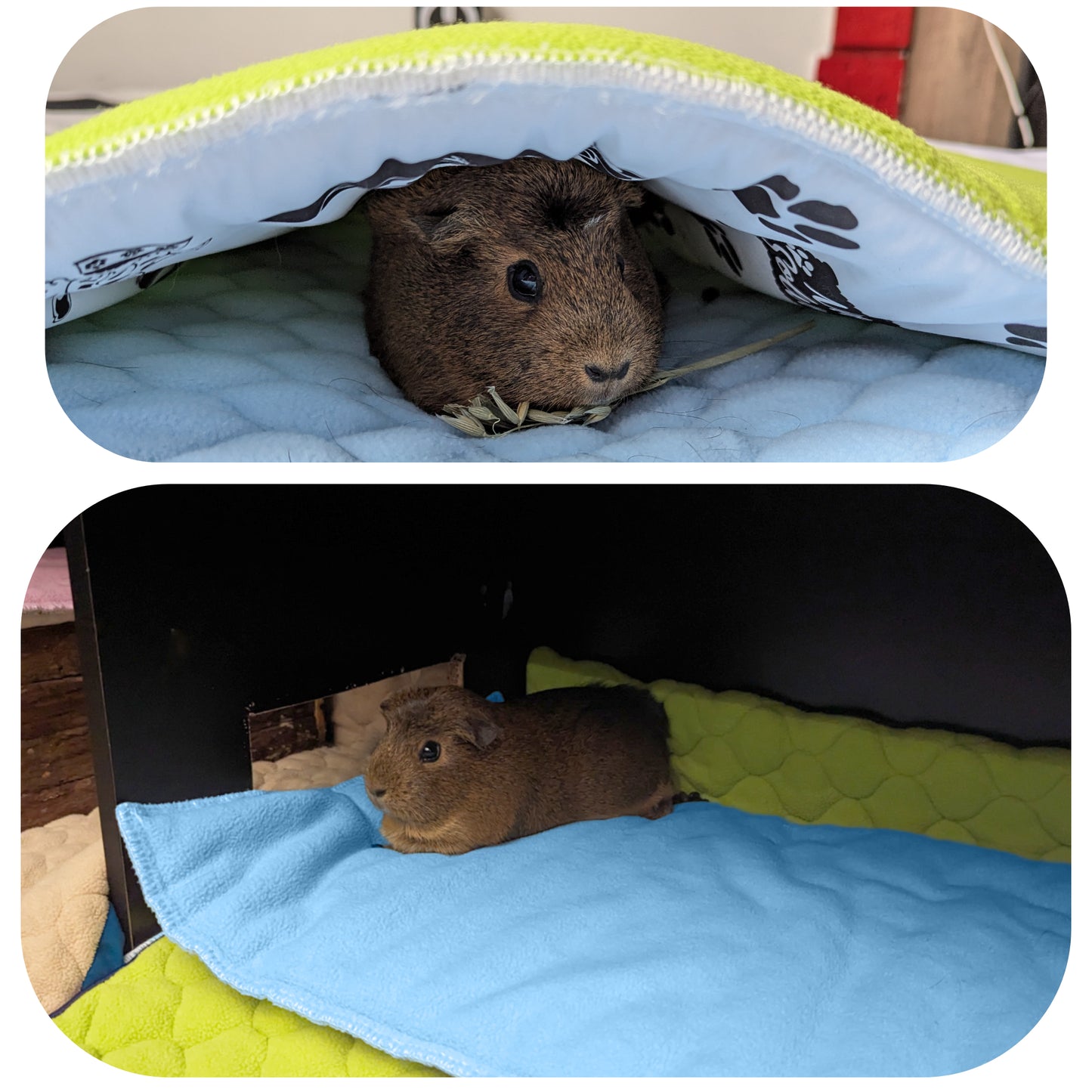 Pack multi-produits - Tapis de jeu en Polaire pour Cochon d'Inde et Lapin - Tout en Un, c'est une Couverture, un Tunnel Géant, une Maison, un Coussin et un Lit - Confortable - Disponible en multiples couleurs et tailles